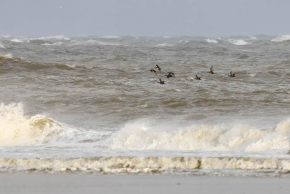 Harvey van Diek Ook van relatief grote afstand vallen de lichte wangen van jonge (of vrouwtjes) Zwarte Zee-eenden best goed op. | Texel, NH, 29 okt. 2023.