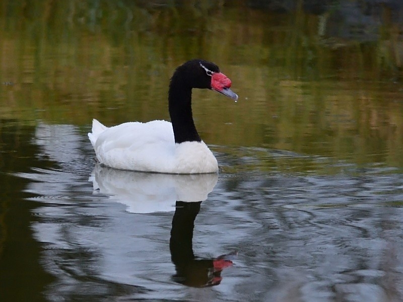 Black-necked Swan, Cygnus melancoryphus - foto: Hanno Steenbergen