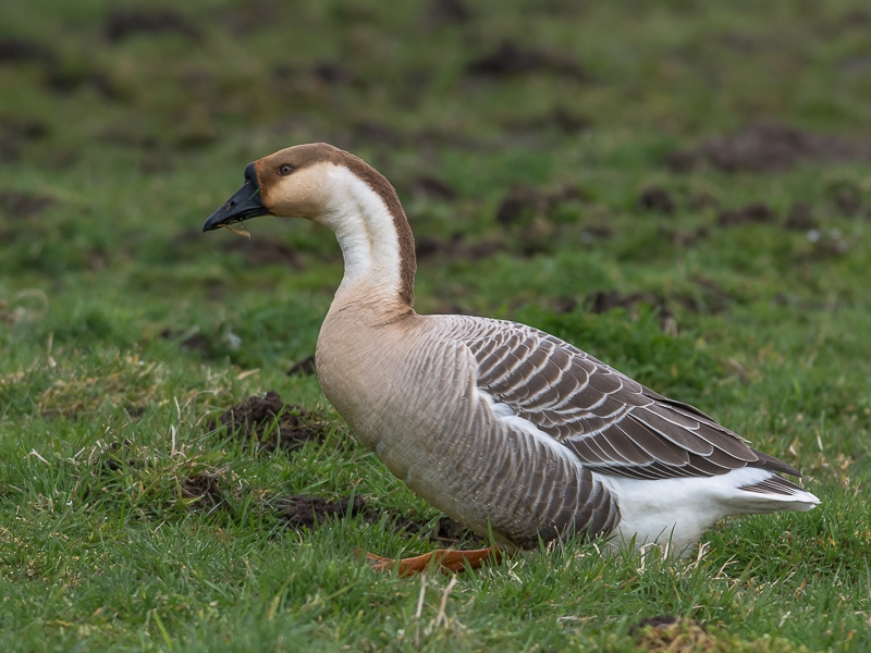 Swan Goose, Anser cygnoides - foto: Hanno Steenbergen