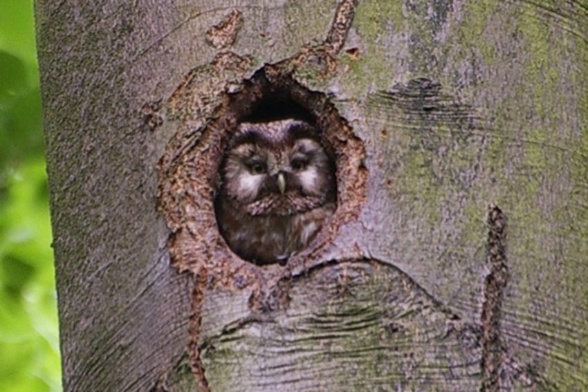 Boreal Owl, Aegolius funereus - foto: Marnix Jonker