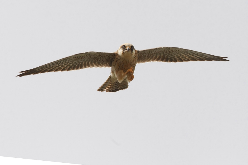 Red-footed Falcon, Falco vespertinus - foto: Harvey van Diek
