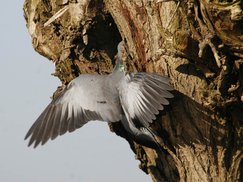 Stock Dove, Columba oenas - foto: Harvey van Diek