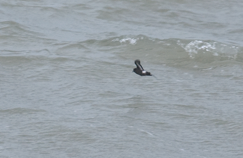 Stormvogeltje, Hydrobates pelagicus - foto: Hans Gebuis - waarneming.nl