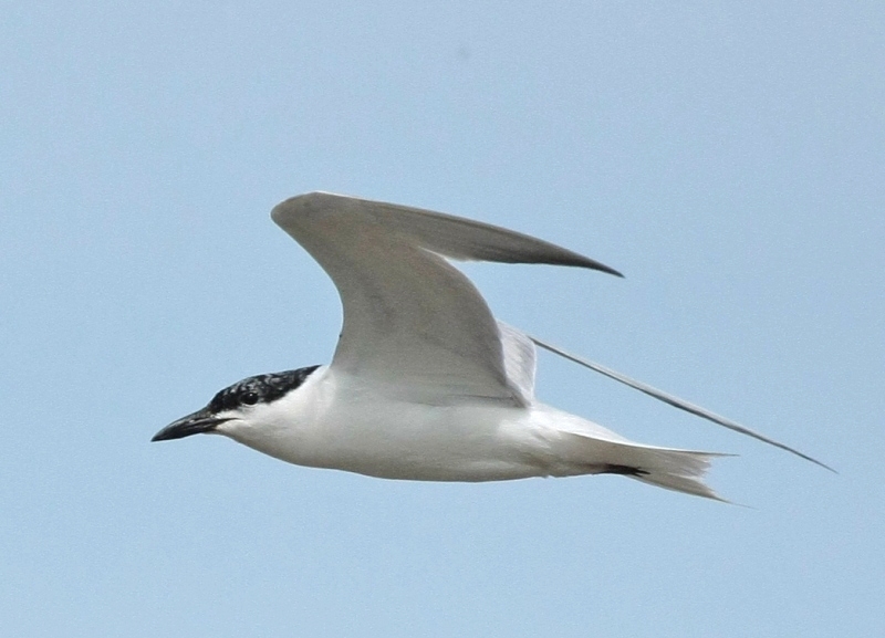 Gull-billed Tern, Gelochelidon nilotica - foto: Fred Visscher - waarneming.nl