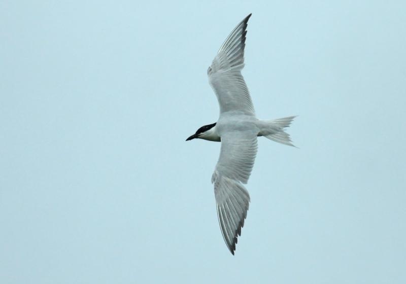 Gull-billed Tern, Gelochelidon nilotica - foto: Fred Visscher | Waarneming.nl