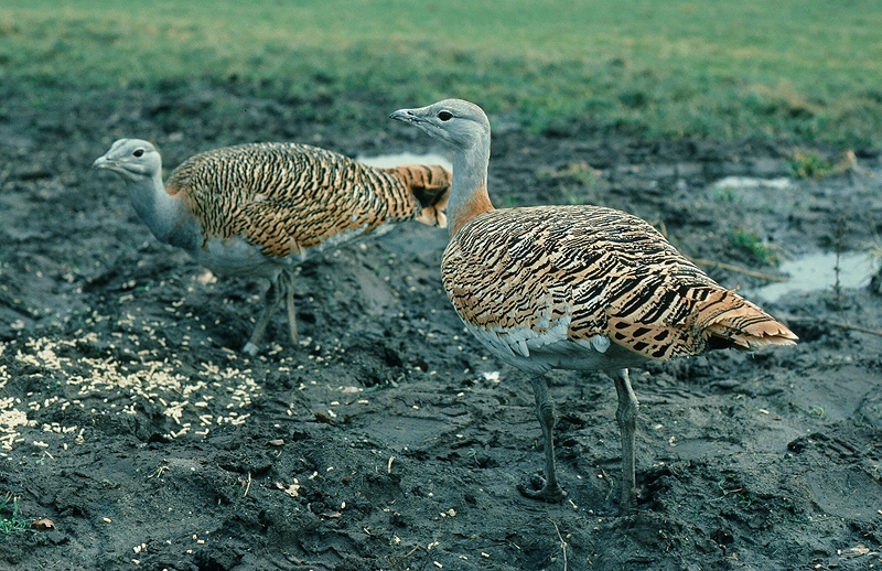 Grote Trap, Otis tarda - foto: Rene van Rossum - waarneming.nl