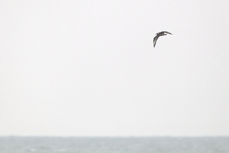 Pomarine Jaeger, Stercorarius pomarinus - foto: Harvey van Diek