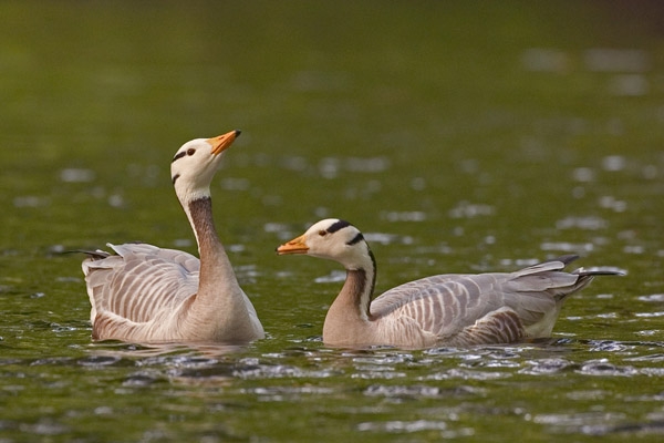 Bar-headed Goose, Anser indicus - foto: Harvey van Diek