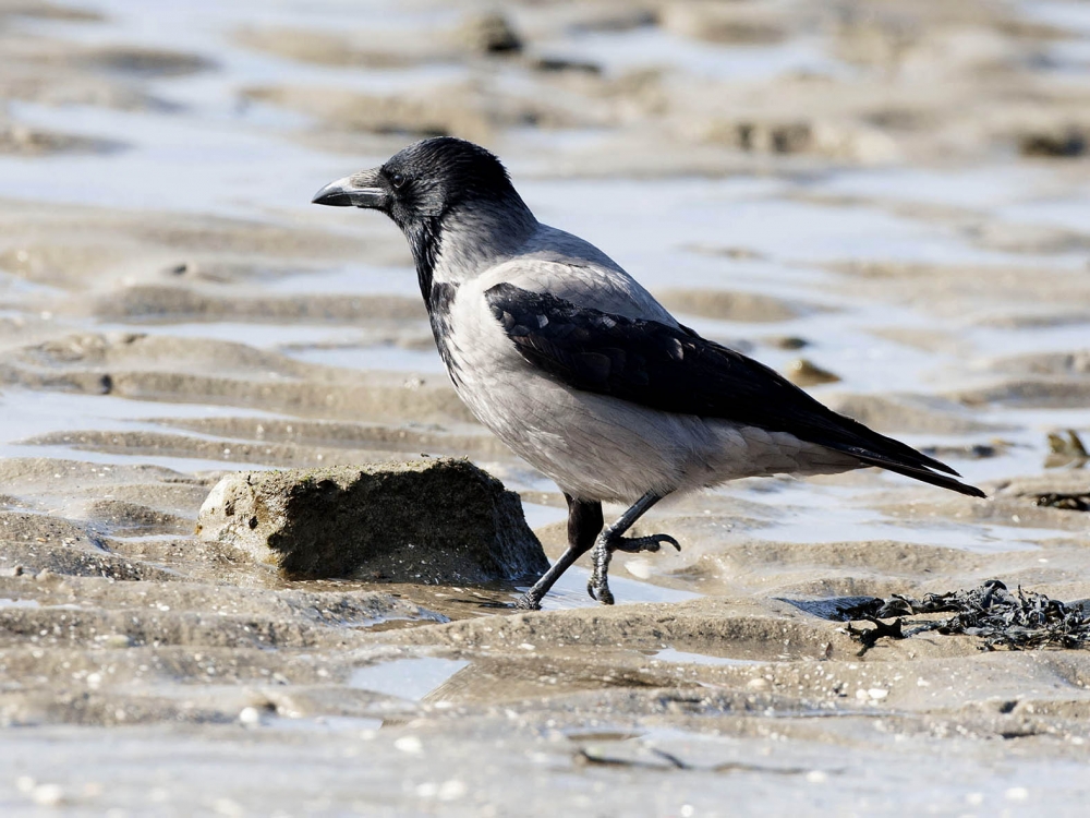 Hooded Crow, Corvus cornix - foto: Harvey van Diek