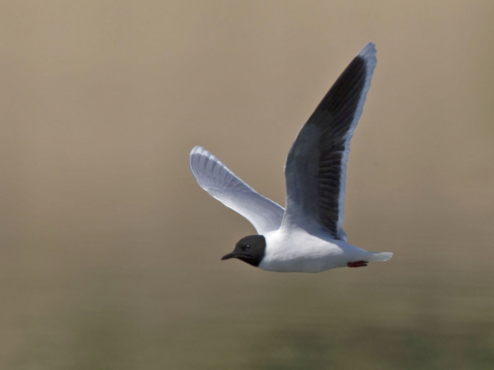 Little Gull, Hydrocoloeus minutus - foto: Harvey van Diek