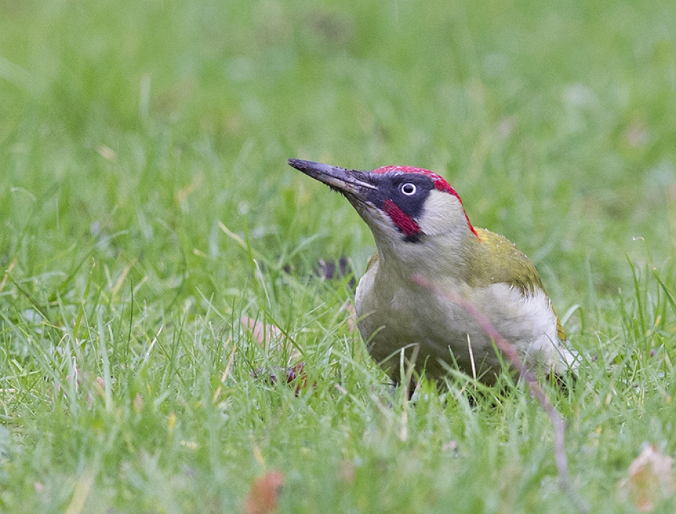 European Green Woodpecker, Picus viridis - foto: René van Rossum | Waarneming.nl