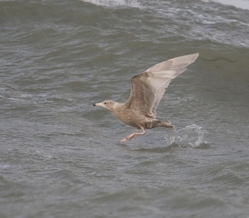 Grote Burgemeester, Larus hyperboreus - foto: Harvey van Diek