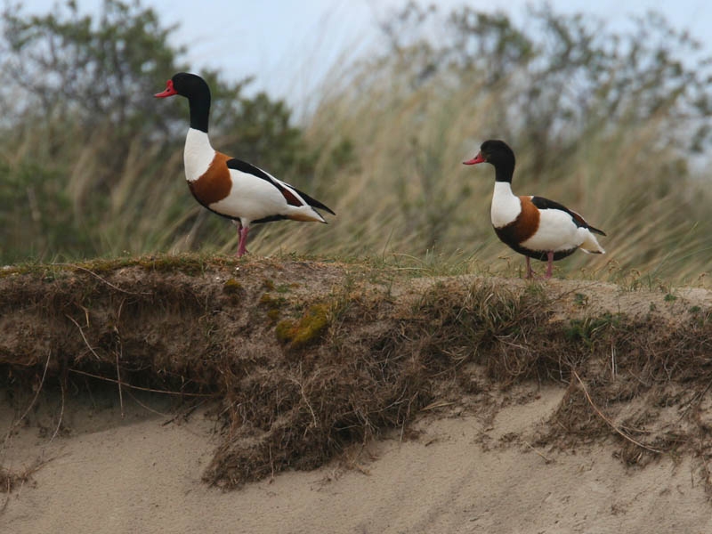 Common Shelduck, Tadorna tadorna - foto: Harvey van Diek