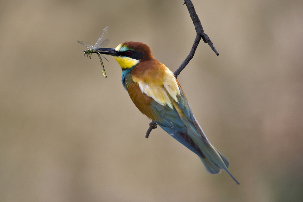 European Bee-eater, Merops apiaster - foto: Harvey van Diek