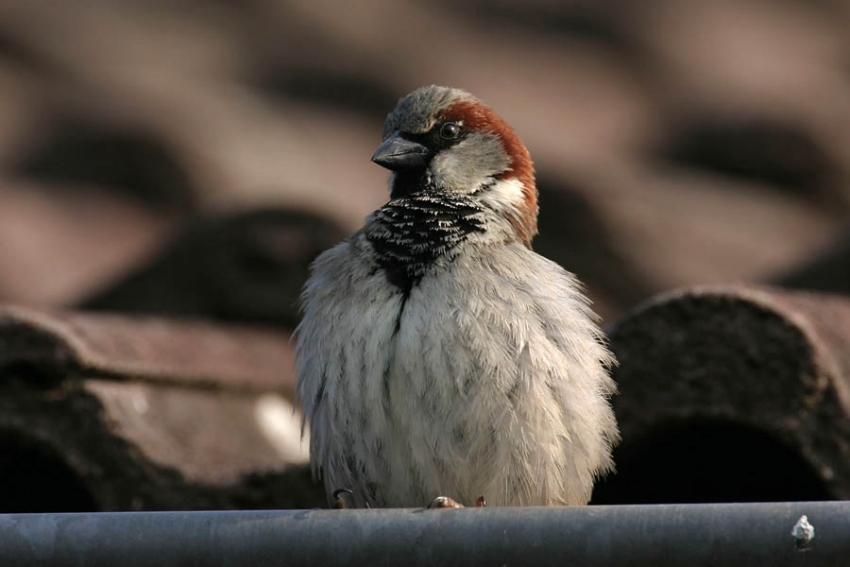 House Sparrow, Passer domesticus - foto: Harvey van Diek