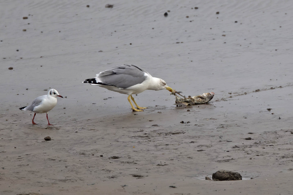 Yellow-legged Gull, Larus michahellis - foto: Harvey van Diek