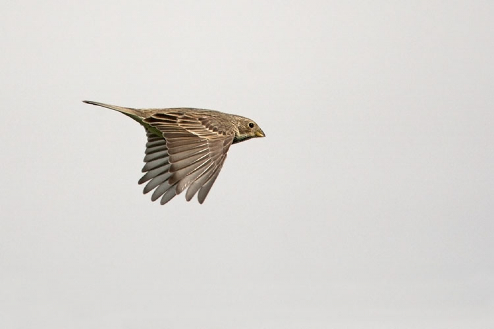 Corn Bunting, Emberiza calandra - foto: Harvey van Diek