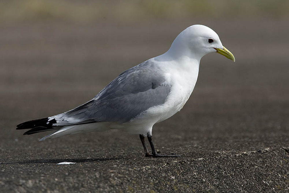 Drieteenmeeuw, Rissa tridactyla - foto: Harvey van Diek