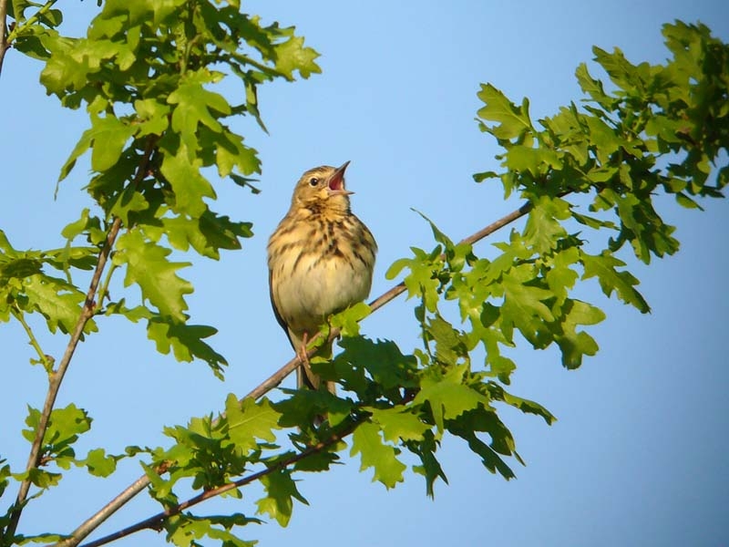 Tree Pipit, Anthus trivialis - foto: Fred Hustings