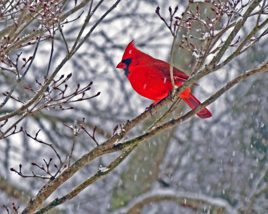 Rode Kardinaal, Cardinalis cardinalis - foto: James St. John, CC BY 2.0 <https://creativecommons.org/licenses/by/2.0>, via Wikimedia Commons