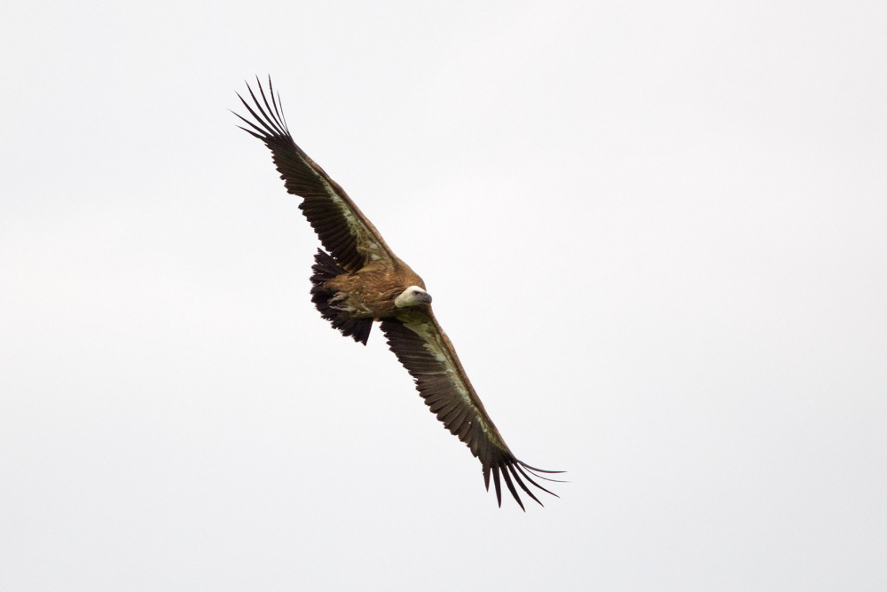 Vale Gier, Gyps fulvus - foto: Harvey van Diek