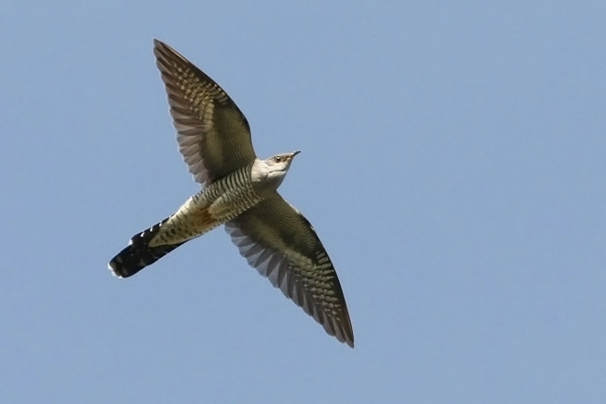 Common Cuckoo, Cuculus canorus - foto: Harvey van Diek