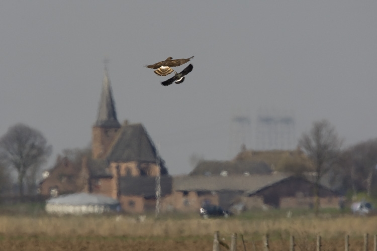 Blauwe Kiekendief, Circus cyaneus - foto: Harvey van Diek