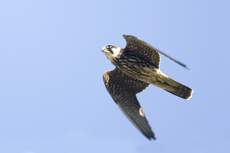 Eurasian Hobby, Falco subbuteo - foto: Harvey van Diek