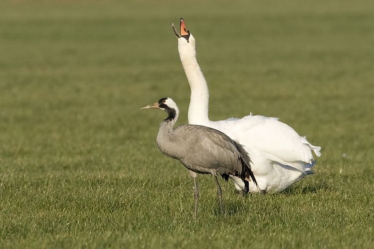 Common Crane, Grus grus - foto: Harvey van Diek