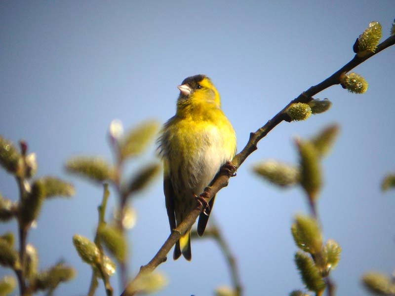 Sijs, Spinus spinus - foto: Fred Hustings