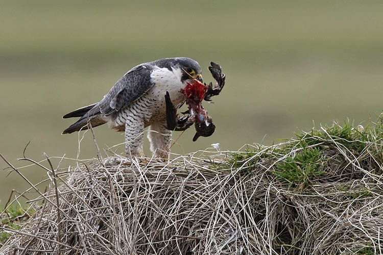 Slechtvalk, Falco peregrinus - foto: Harvey van Diek