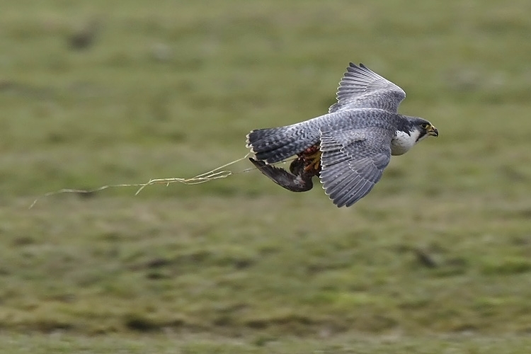 Slechtvalk, Falco peregrinus - foto: Harvey van Diek
