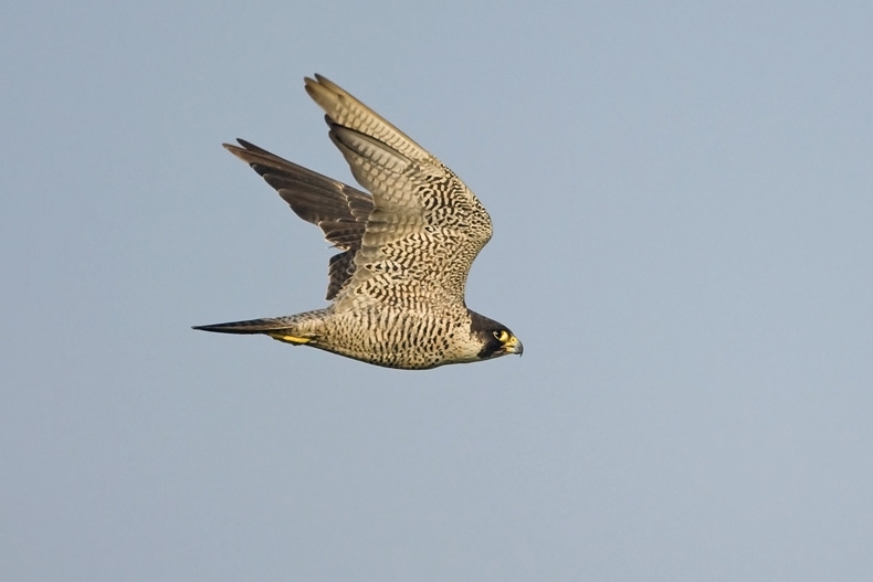 Peregrine Falcon, Falco peregrinus - foto: Harvey van Diek