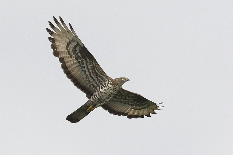 Wespendief, Pernis apivorus - foto: Harvey van Diek