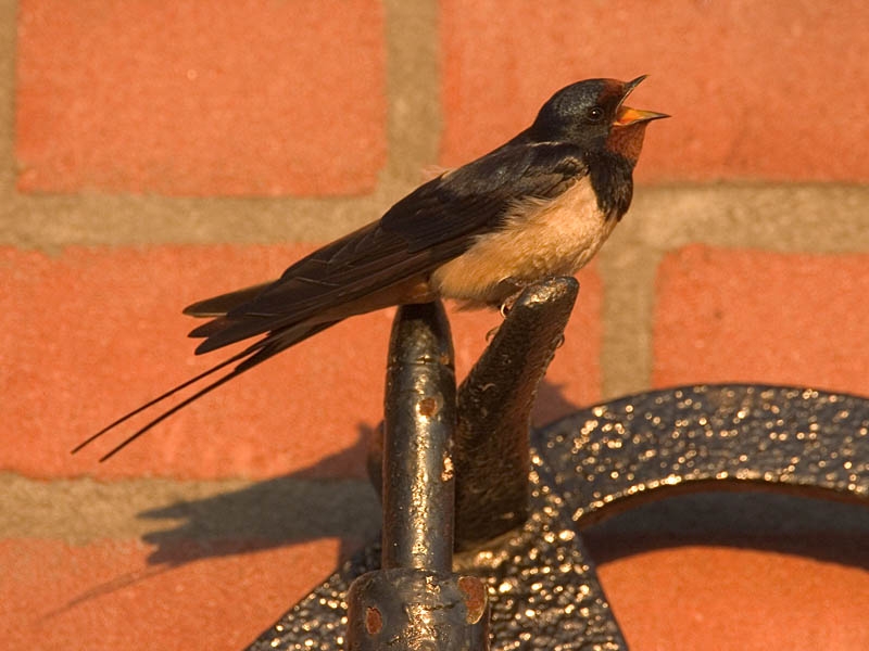Barn Swallow, Hirundo rustica - foto: Harvey van Diek