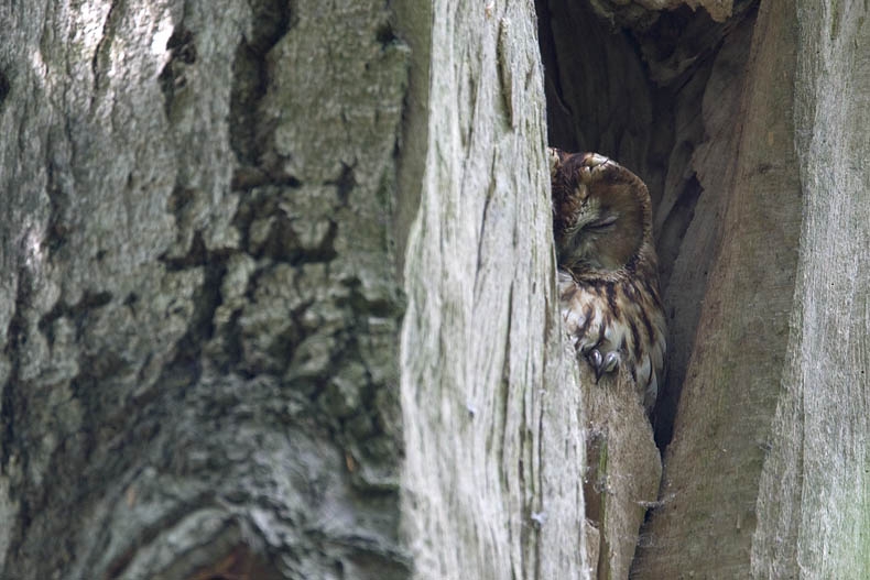 Tawny Owl, Strix aluco - foto: Harvey van Diek