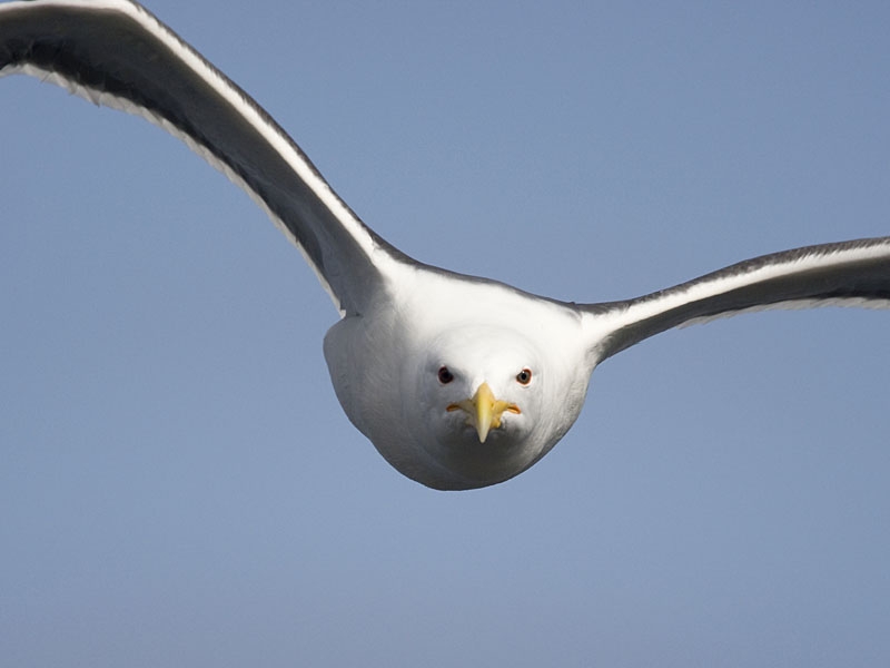 Great Black-backed Gull, Larus marinus - foto: Harvey van Diek