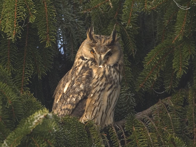 Long-eared Owl, Asio otus - foto: Harvey van Diek