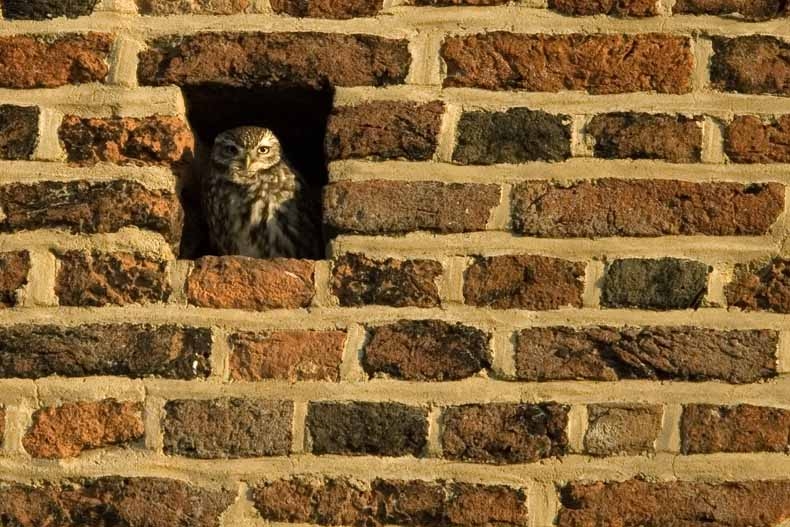 Little Owl, Athene noctua - foto: Harvey van Diek