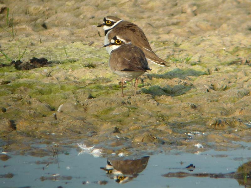 Little Ringed Plover, Charadrius dubius - foto: Fred Hustings