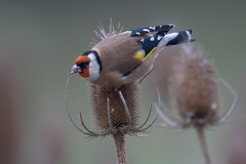 European Goldfinch, Carduelis carduelis - foto: Harvey van Diek