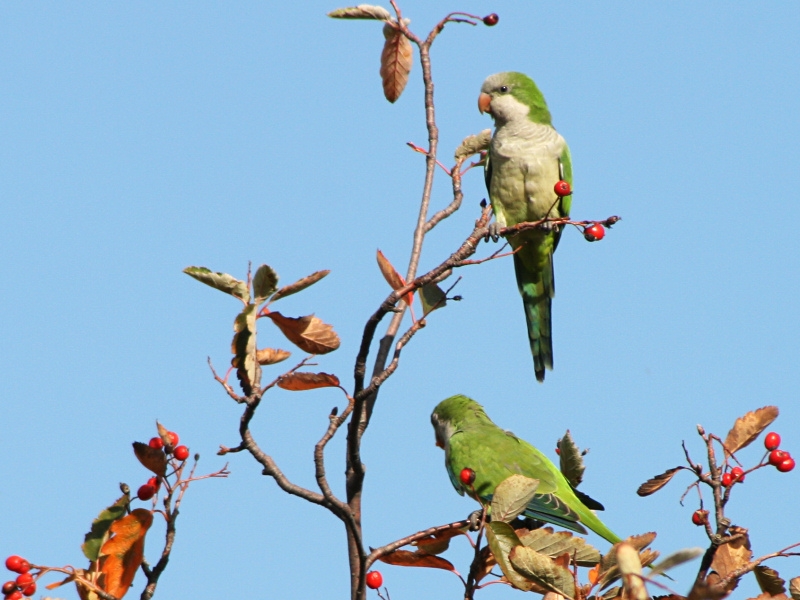 Monniksparkiet, Myiopsitta monachus - foto: Bep te Winkel