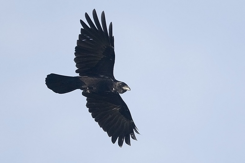 Zwarte Kraai, Corvus corone - foto: Harvey van Diek