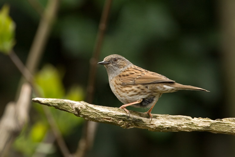 Heggenmus, Prunella modularis - foto: Harvey van Diek