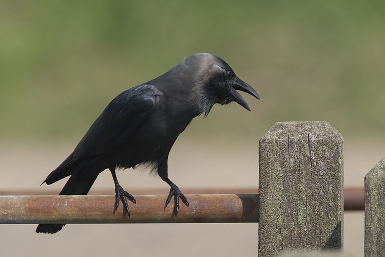 House Crow, Corvus splendens - foto: Harvey van Diek