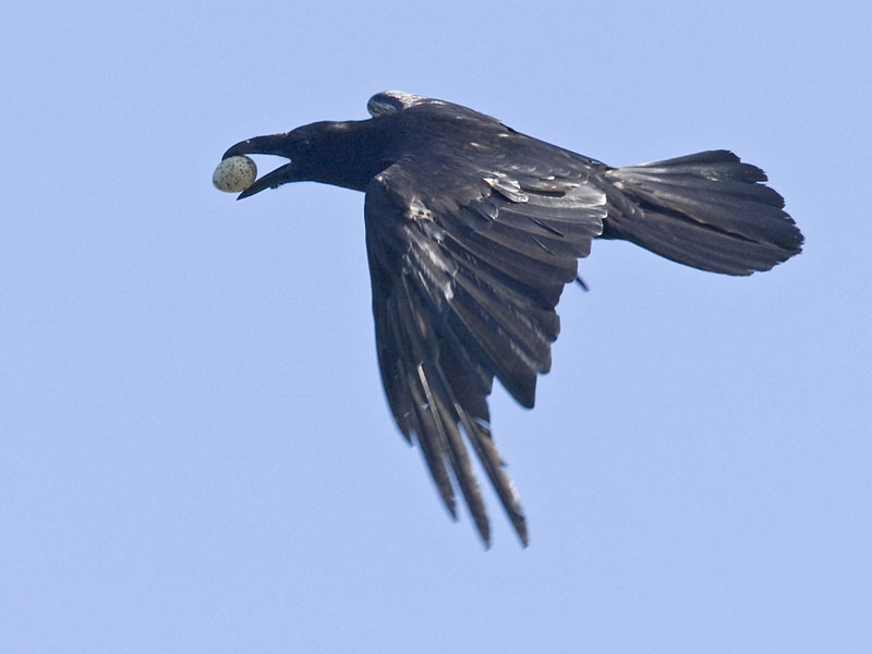 Northern Raven, Corvus corax - foto: Harvey van Diek