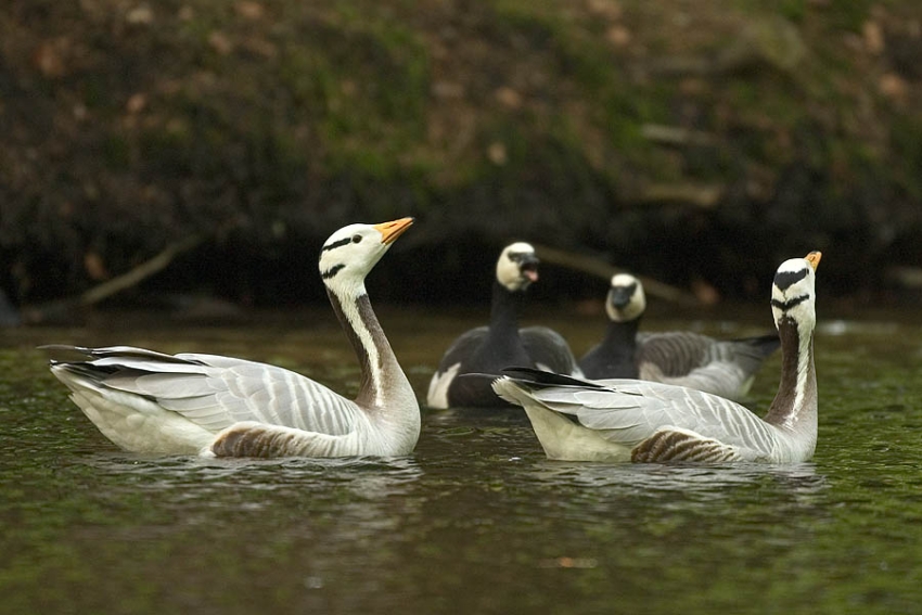 Bar-headed Goose, Anser indicus - foto: Harvey van Diek
