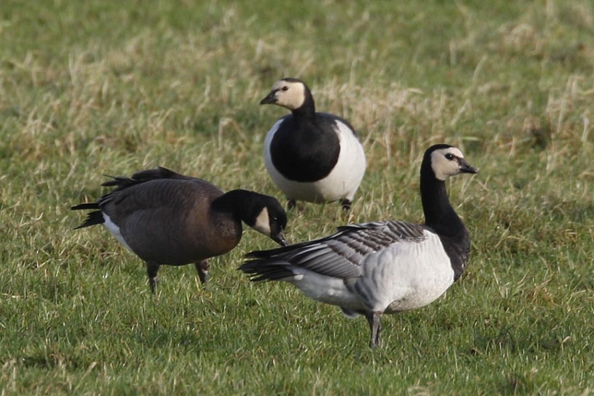 Cackling Goose, Branta hutchinsii minima - foto: Harvey van Diek