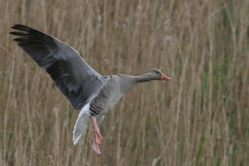 Greylag Goose, Anser anser - foto: Arjan Boele