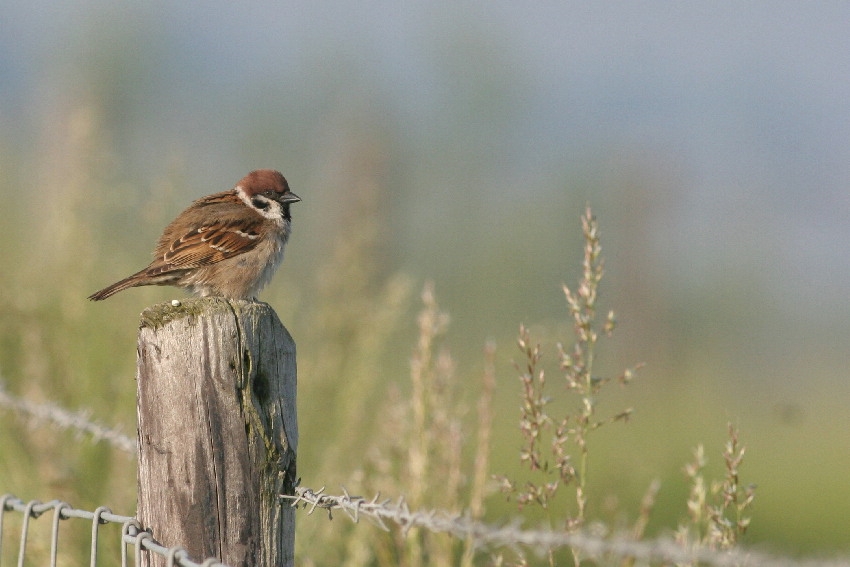 Eurasian Tree Sparrow, Passer montanus - foto: Arjan Boele